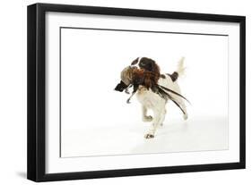 English Springer Spaniel Carrying Pheasant in Mouth-null-Framed Photographic Print