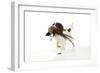 English Springer Spaniel Carrying Pheasant in Mouth-null-Framed Photographic Print