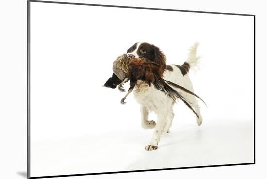 English Springer Spaniel Carrying Pheasant in Mouth-null-Mounted Photographic Print