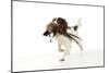 English Springer Spaniel Carrying Pheasant in Mouth-null-Mounted Photographic Print