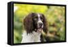 English Springer Spaniel Close Up of Head-null-Framed Stretched Canvas