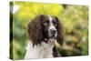 English Springer Spaniel Close Up of Head-null-Stretched Canvas