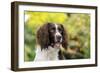 English Springer Spaniel Close Up of Head-null-Framed Photographic Print