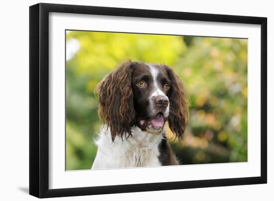 English Springer Spaniel Close Up of Head-null-Framed Photographic Print