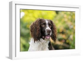 English Springer Spaniel Close Up of Head-null-Framed Photographic Print