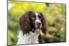 English Springer Spaniel Close Up of Head-null-Mounted Photographic Print