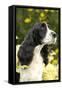 English Springer Spaniel Close-Up-null-Framed Stretched Canvas