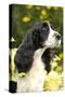 English Springer Spaniel Close-Up-null-Stretched Canvas