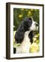 English Springer Spaniel Close-Up-null-Framed Photographic Print