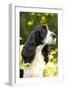 English Springer Spaniel Close-Up-null-Framed Photographic Print