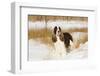 English springer spaniel, Connecticut, USA-Lynn M. Stone-Framed Photographic Print