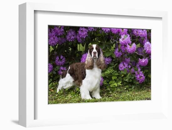 English springer spaniel, Connecticut, USA-Lynn M. Stone-Framed Photographic Print