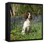 English Springer Spaniel Dog in Bluebells-null-Framed Stretched Canvas