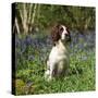 English Springer Spaniel Dog in Bluebells-null-Stretched Canvas