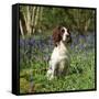 English Springer Spaniel Dog in Bluebells-null-Framed Stretched Canvas