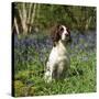 English Springer Spaniel Dog in Bluebells-null-Stretched Canvas