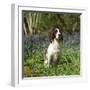 English Springer Spaniel Dog in Bluebells-null-Framed Premium Photographic Print