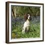 English Springer Spaniel Dog in Bluebells-null-Framed Photographic Print