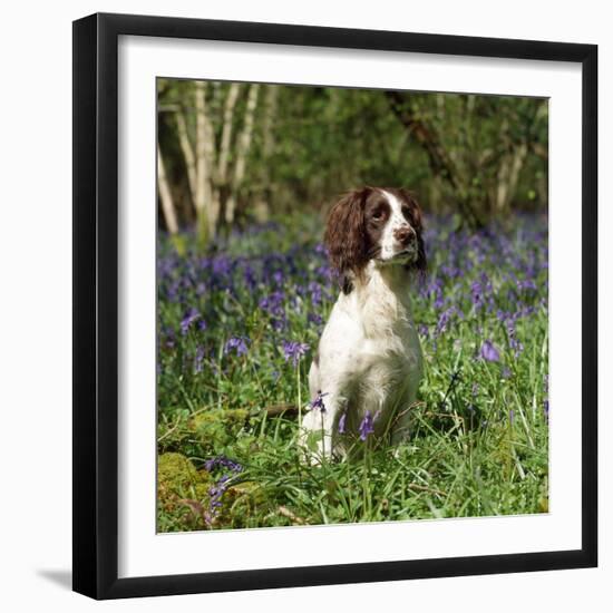 English Springer Spaniel Dog in Bluebells-null-Framed Photographic Print