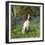 English Springer Spaniel Dog in Bluebells-null-Framed Photographic Print