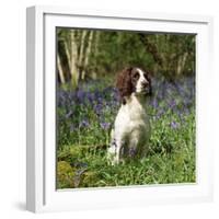 English Springer Spaniel Dog in Bluebells-null-Framed Photographic Print