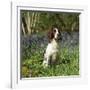 English Springer Spaniel Dog in Bluebells-null-Framed Photographic Print