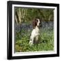 English Springer Spaniel Dog in Bluebells-null-Framed Photographic Print