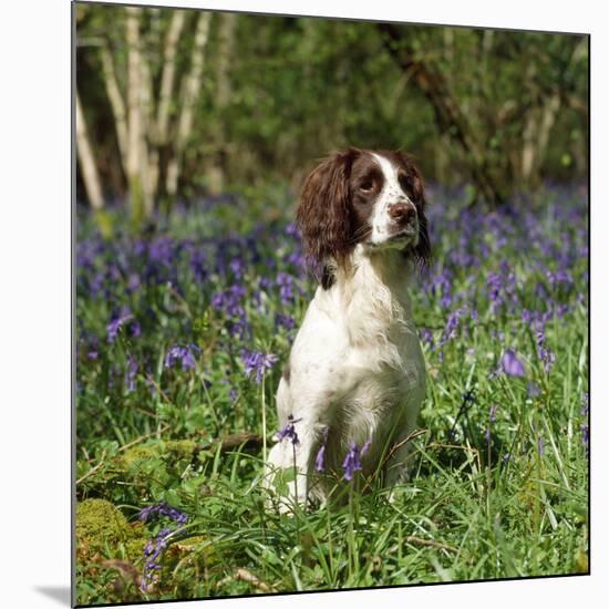 English Springer Spaniel Dog in Bluebells-null-Mounted Photographic Print