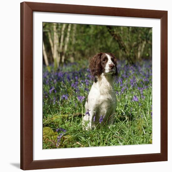 English Springer Spaniel Dog in Bluebells-null-Framed Photographic Print