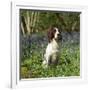 English Springer Spaniel Dog in Bluebells-null-Framed Photographic Print