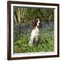 English Springer Spaniel Dog in Bluebells-null-Framed Photographic Print