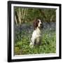 English Springer Spaniel Dog in Bluebells-null-Framed Photographic Print