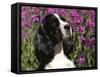 English Springer Spaniel Dog, USA-Lynn M^ Stone-Framed Stretched Canvas