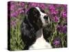 English Springer Spaniel Dog, USA-Lynn M^ Stone-Stretched Canvas