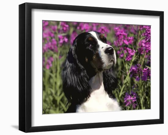 English Springer Spaniel Dog, USA-Lynn M^ Stone-Framed Photographic Print