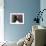 English Springer Spaniel Dog, USA-Lynn M^ Stone-Framed Photographic Print displayed on a wall