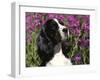 English Springer Spaniel Dog, USA-Lynn M^ Stone-Framed Photographic Print