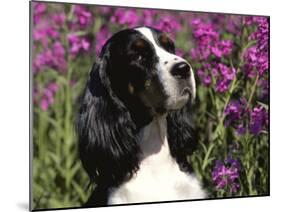 English Springer Spaniel Dog, USA-Lynn M^ Stone-Mounted Photographic Print