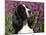 English Springer Spaniel Dog, USA-Lynn M^ Stone-Mounted Photographic Print