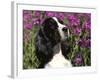 English Springer Spaniel Dog, USA-Lynn M^ Stone-Framed Photographic Print