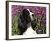 English Springer Spaniel Dog, USA-Lynn M^ Stone-Framed Photographic Print