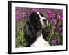 English Springer Spaniel Dog, USA-Lynn M^ Stone-Framed Photographic Print