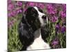 English Springer Spaniel Dog, USA-Lynn M^ Stone-Mounted Photographic Print