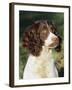 English Springer Spaniel Dog, USA-Lynn M. Stone-Framed Photographic Print
