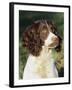 English Springer Spaniel Dog, USA-Lynn M. Stone-Framed Photographic Print