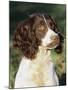 English Springer Spaniel Dog, USA-Lynn M. Stone-Mounted Photographic Print
