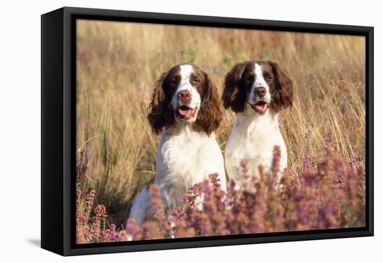 English Springer Spaniel Dog-null-Framed Stretched Canvas