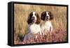 English Springer Spaniel Dog-null-Framed Stretched Canvas