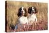 English Springer Spaniel Dog-null-Stretched Canvas