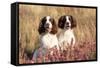 English Springer Spaniel Dog-null-Framed Stretched Canvas